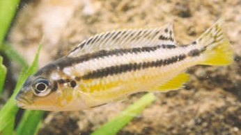 香港水塘釣魚樂