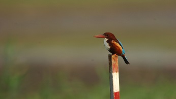 Hong Kong Wetland Park